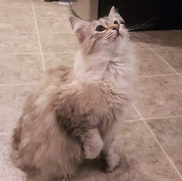 Meet your Posher, Lucie - Picture 2 of 2